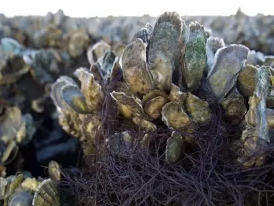 春藥製作配方分享?這些催情原料你必須知道!